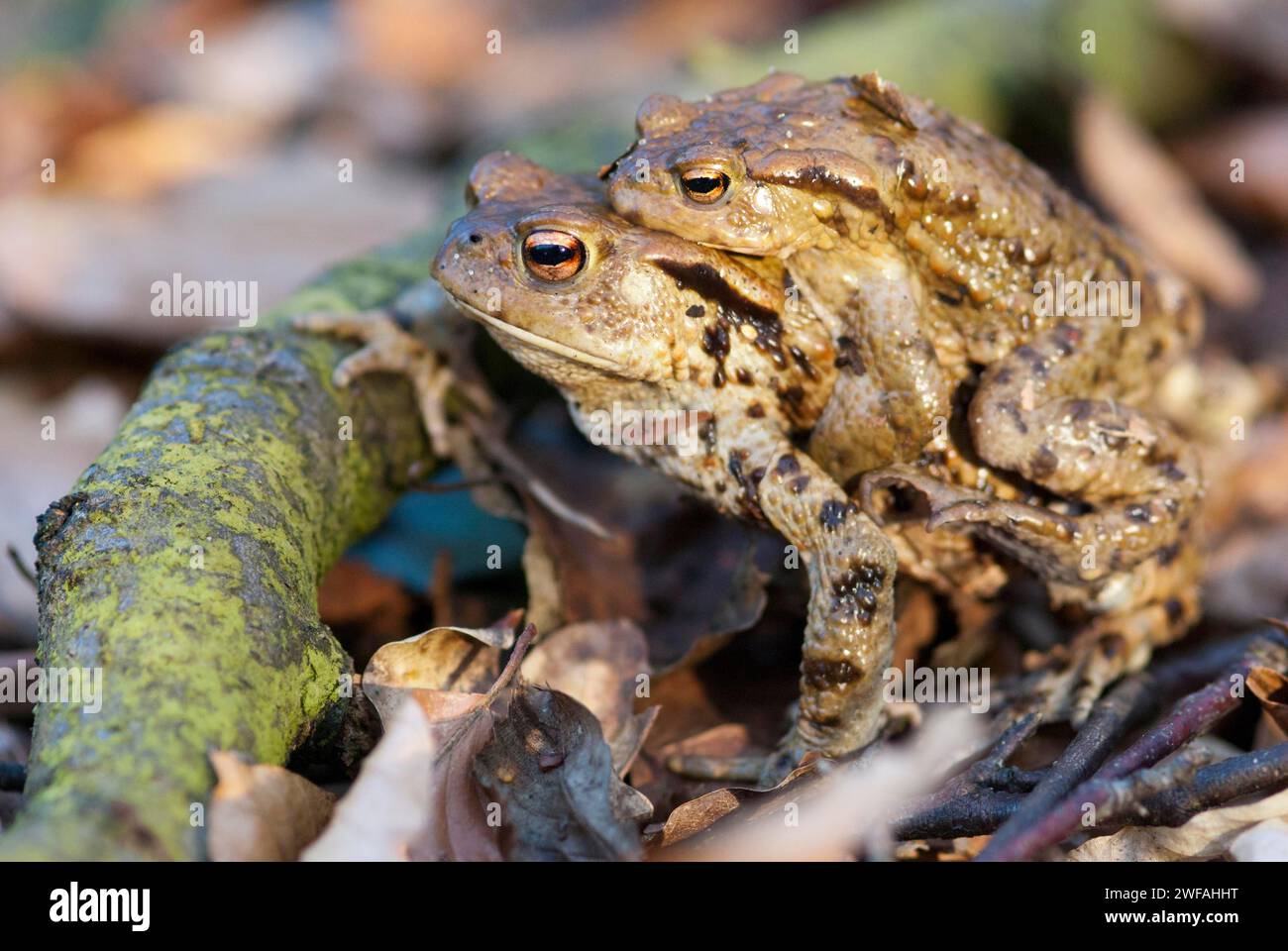 Common toads (Bufo Bufo), pair during migration on the ground of a deciduous forest, in front of a branch as an obstacle, surrounded by foliage, male Stock Photo