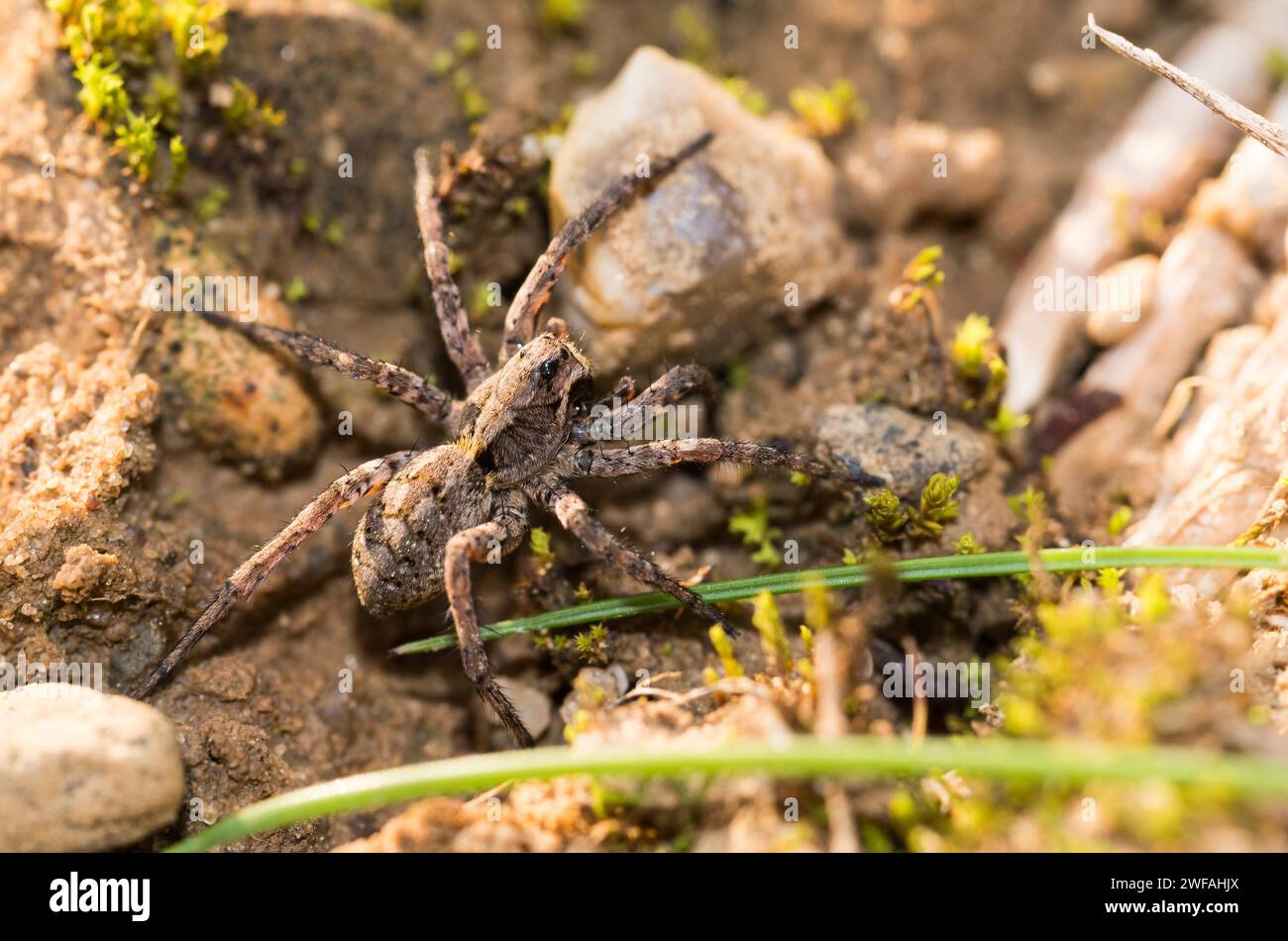 Tarantula behavior hi-res stock photography and images - Alamy