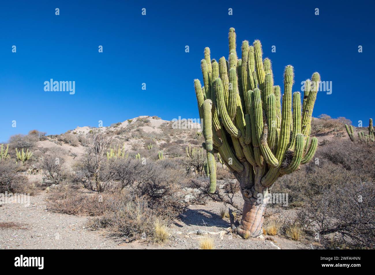 Neoraimondia herzogiana cactus Stock Photo