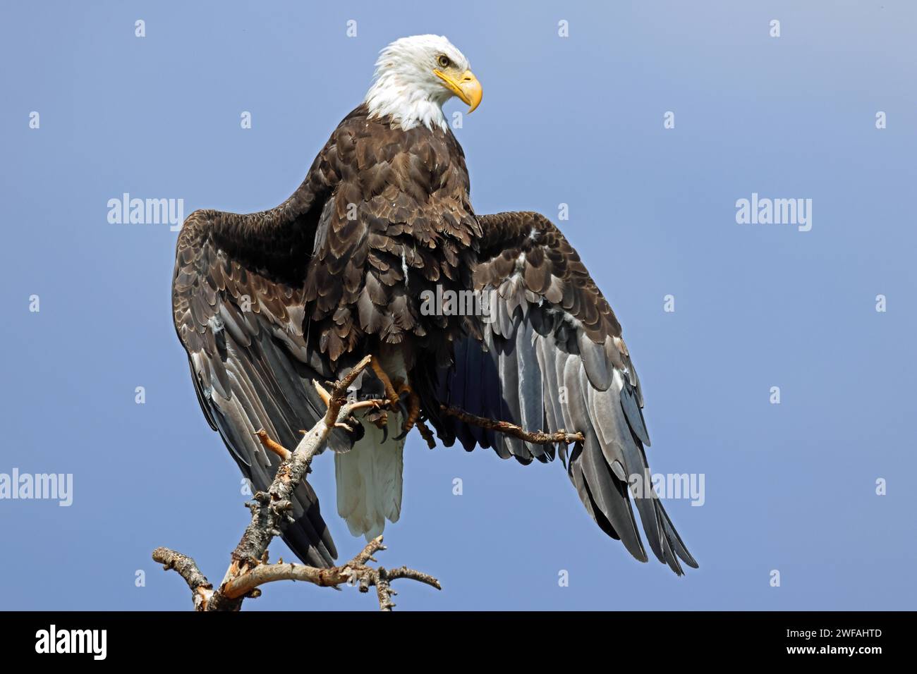 Bald eagle, USA, North America Stock Photo