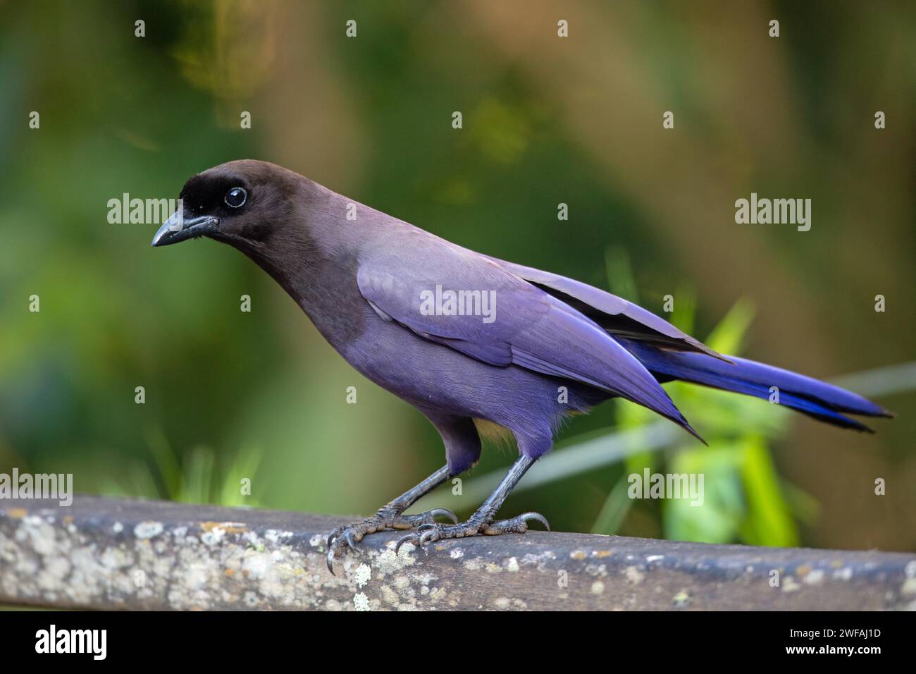 Azure Jay Stock Photo