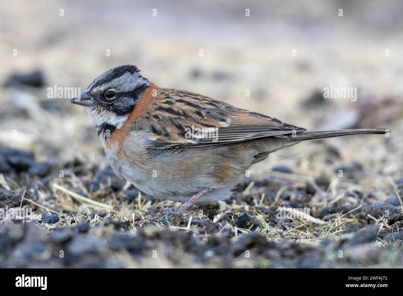 Rufous-collared sparrow Stock Photo