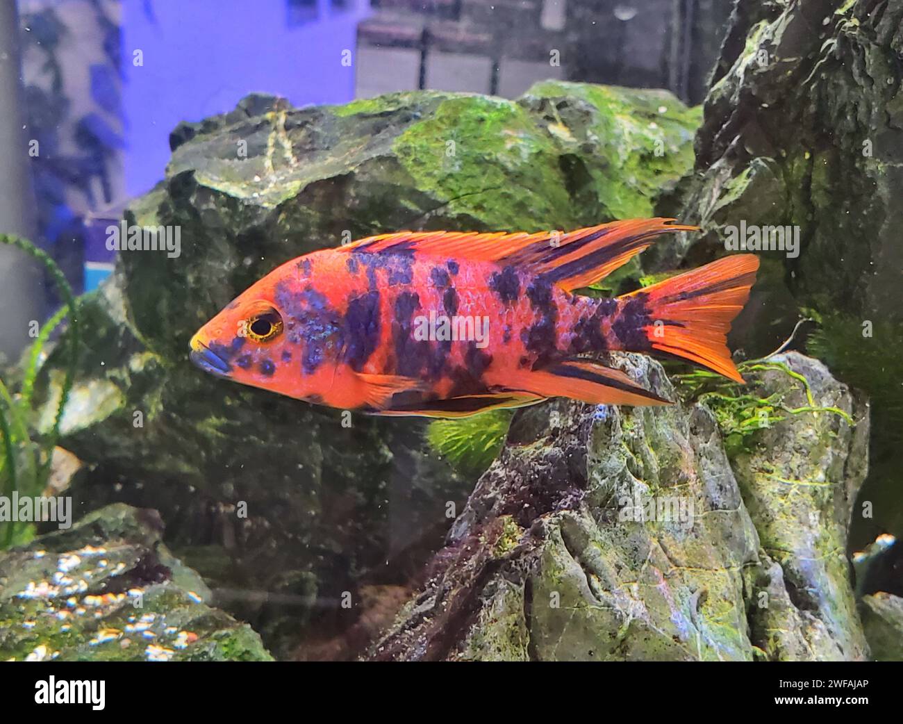 Closeup of a bright muti color of Peacock Cichlid inside a fish tank Stock Photo