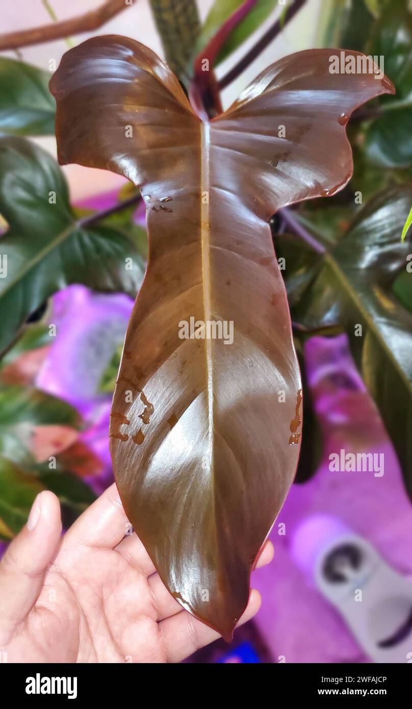 Closeup of the shiny dark leaf of Philodendron Florida Bronze, a climbing  tropical plant Stock Photo - Alamy