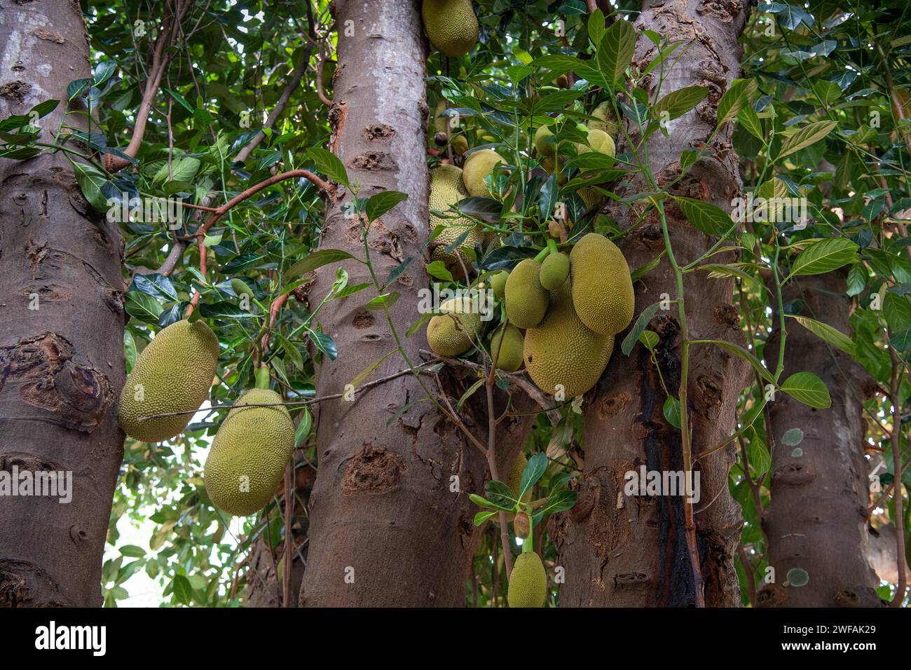 Jackfruit tree (Artocarpus heterophyllus), on a tree, Auroville, near