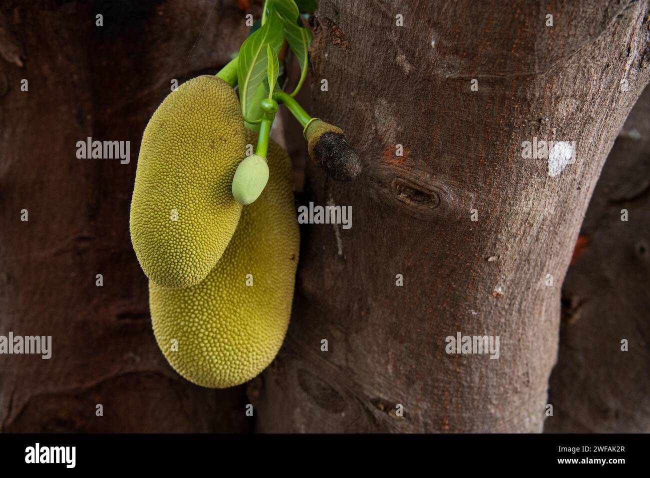 Jackfruit tree (Artocarpus heterophyllus), on a tree, Auroville, near