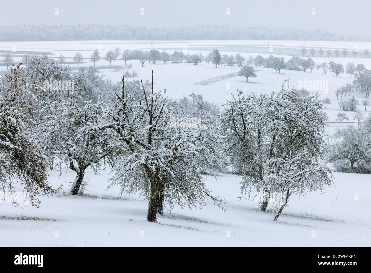 Orchard meadow in winter, near Waldenbuch Stock Photo