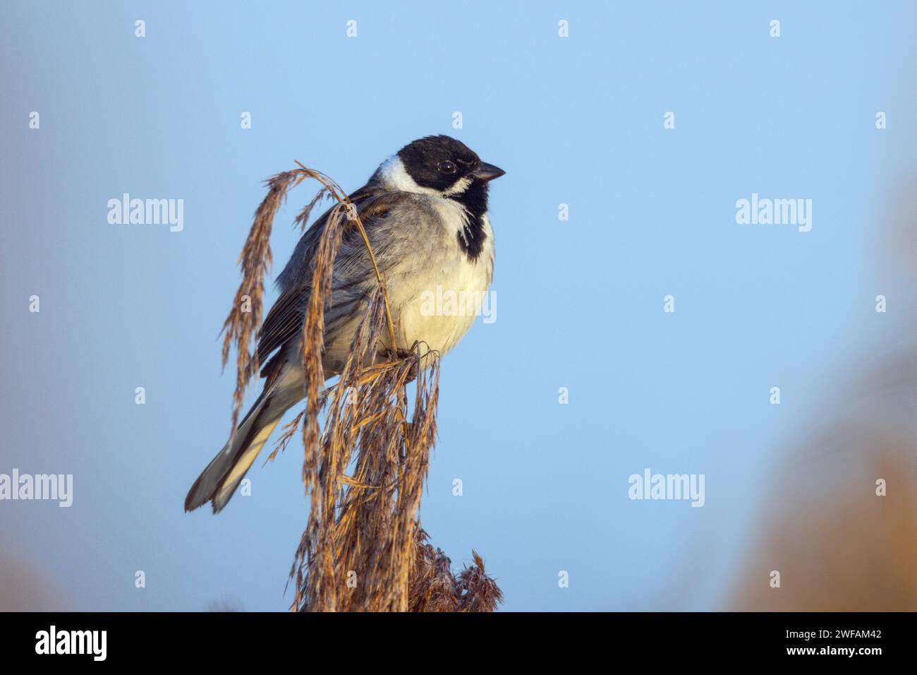 Reed bunting Stock Photo