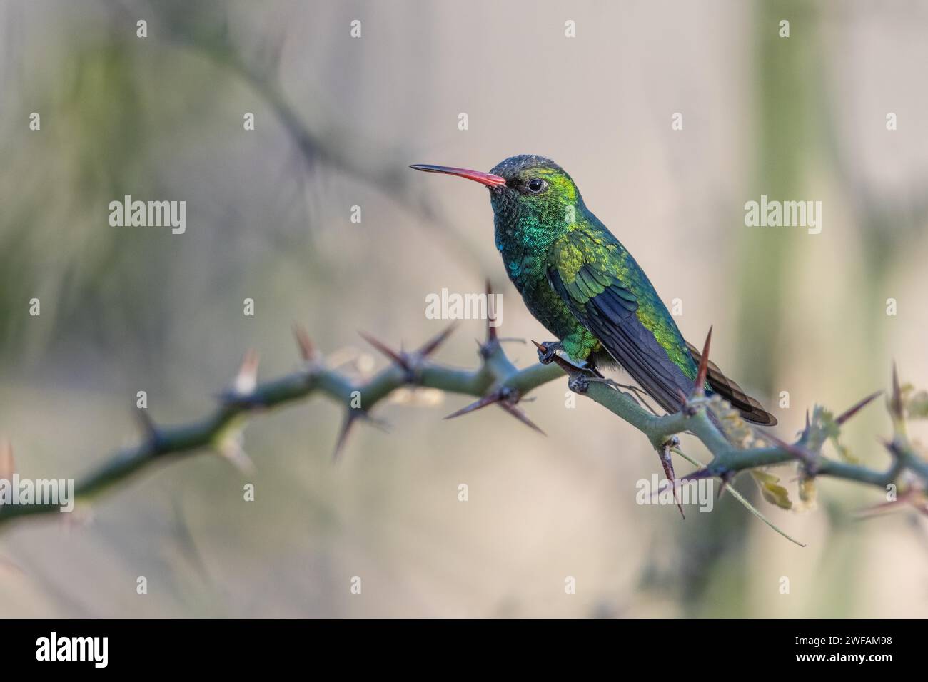 Golden-bellied Emerald Hummingbird Stock Photo
