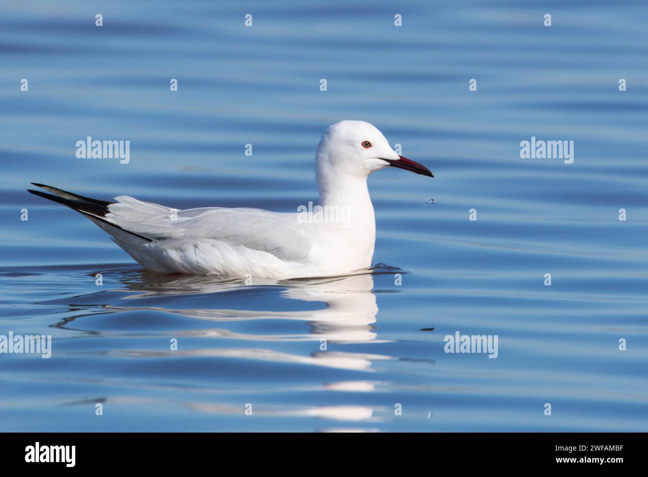 Slender-billed Gull Stock Photo