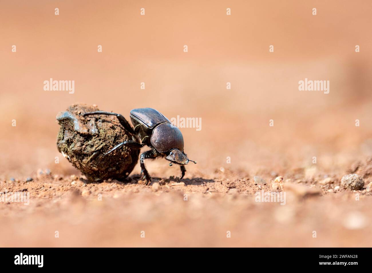 Dung beetle rolling dung in Zimanga Private Reserve, South Africa. Possibly Large Copper Dung Beetle (Kheper nigroaeneus) Stock Photo