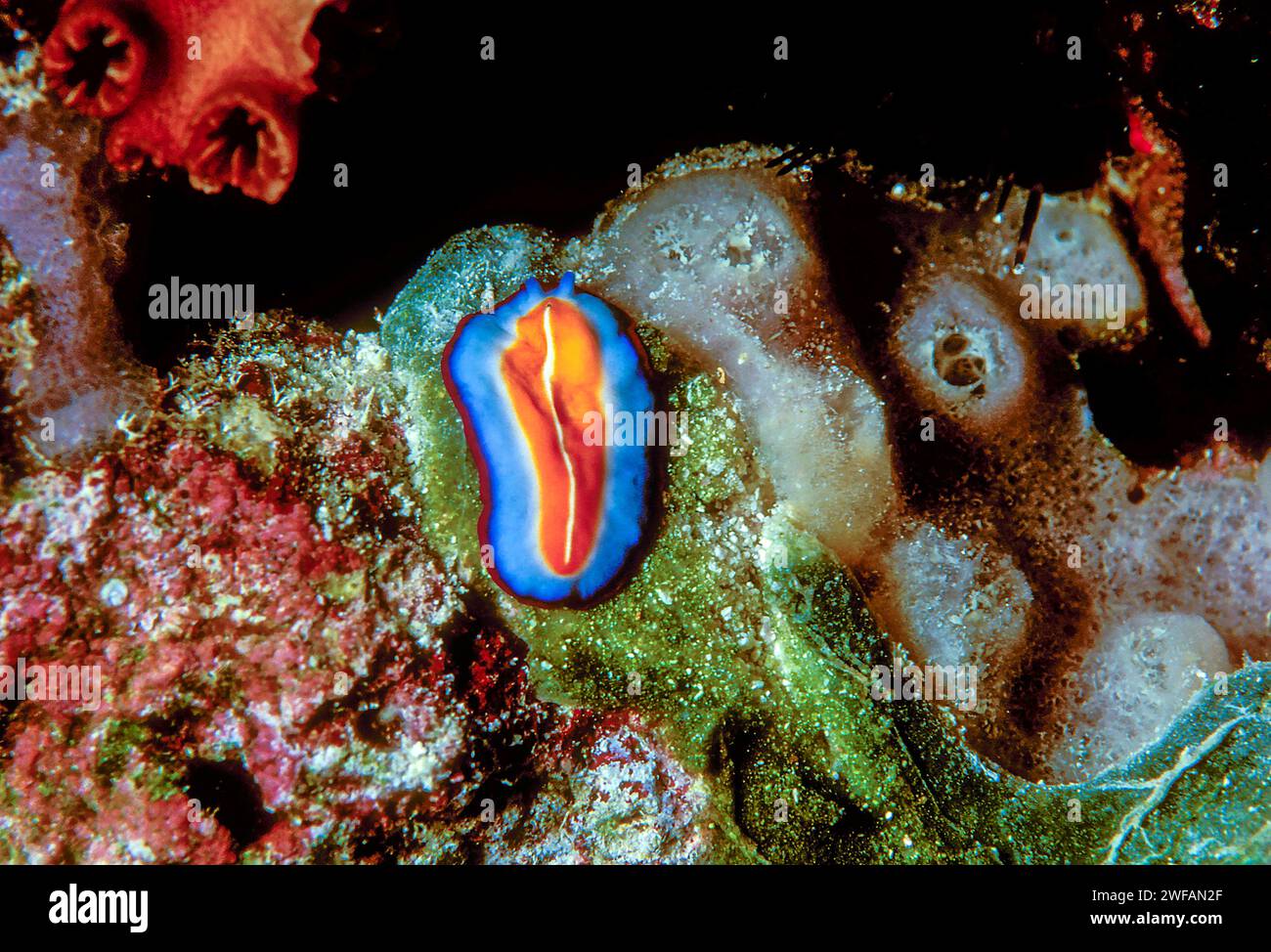 The terebellid flatworm Pseudoceros susanae from a coral reef in the maldives Stock Photo