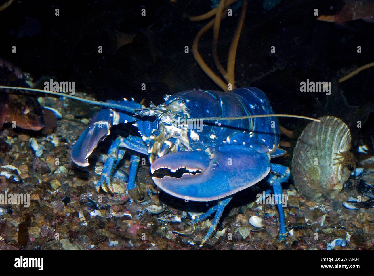 Norwegian Lobster (Hommarus gammarus), rare blue color morph Stock Photo