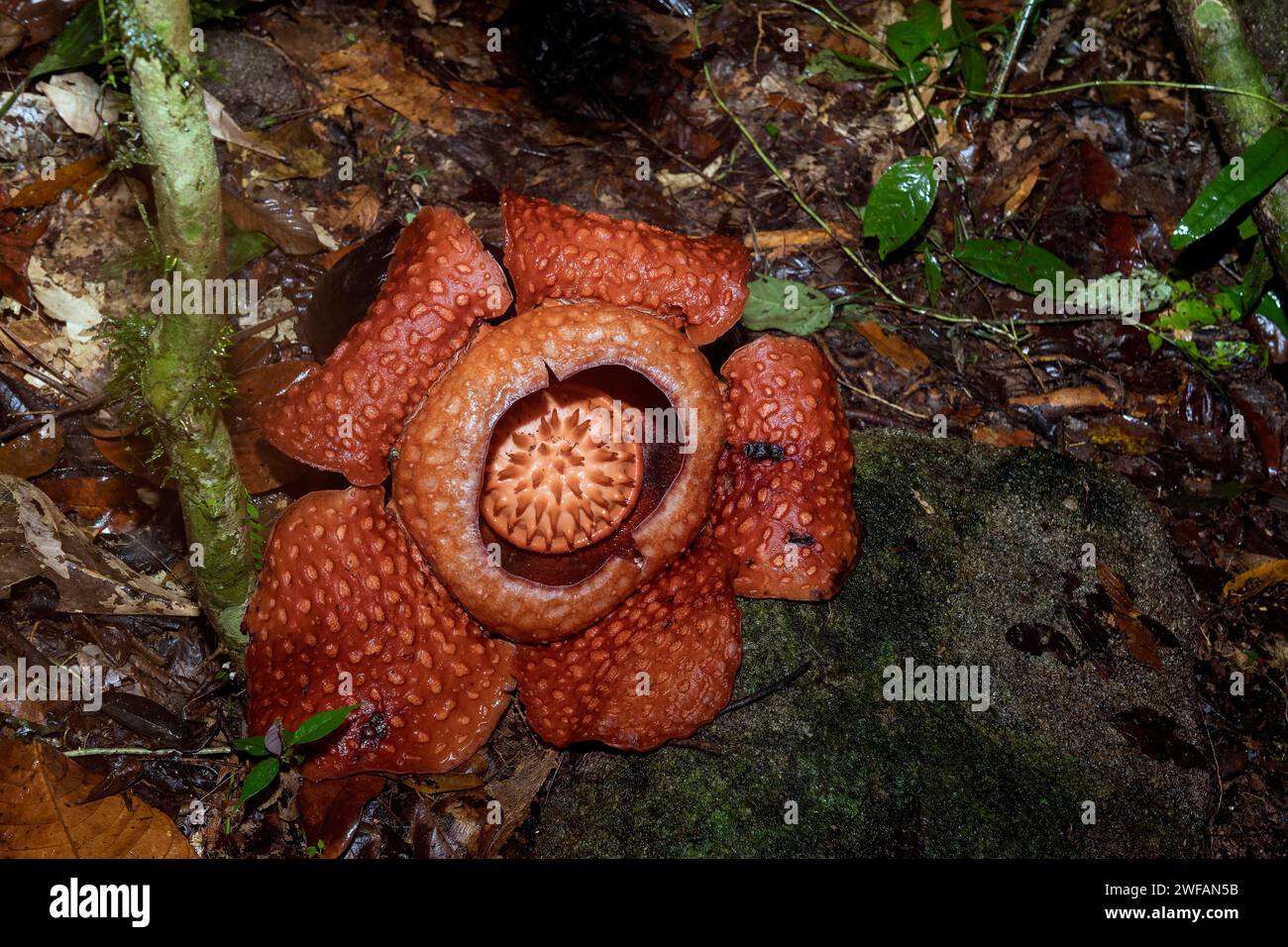 Giant flower of the parasitic Rafflesia tuan-mudae in Gundung Gading National Park, Sarawak, Borneo. The flower is about 50 cm in diameter on its Stock Photo