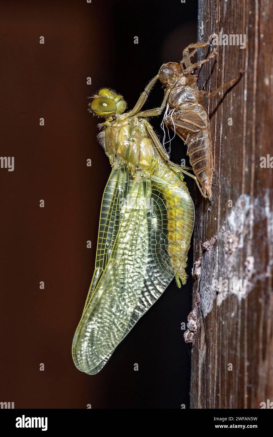 A nymph of the black-tailed skimmer (Orthetrum cancellatum) undergoes transition and becomes an adult dragonfly in the process known as incomplete met Stock Photo