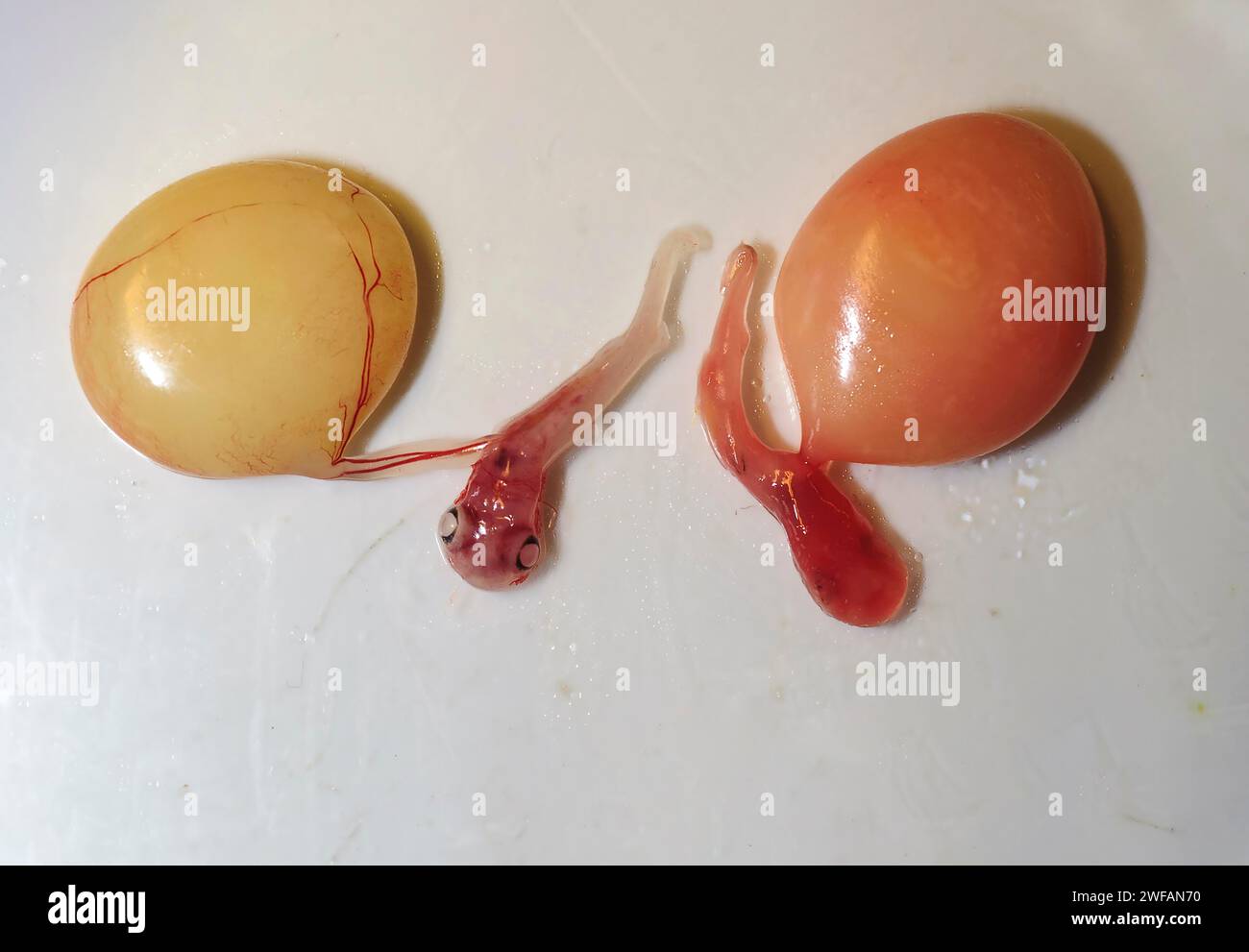 Two embryos with yolk sacs from the velvet belly lanternshark (Etmopterus spinax) Stock Photo