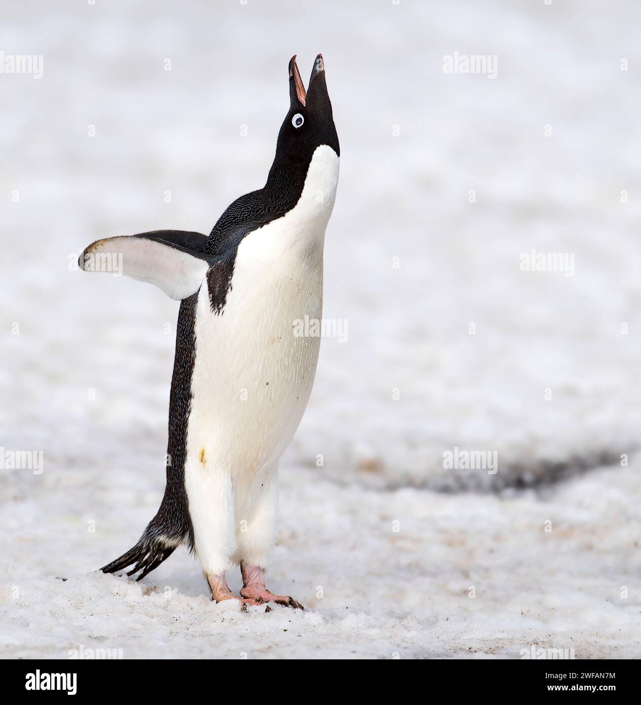 Adelie Penguin (Pygoscelis adeliae) at Brown Bluff, the Antarctic Sound on the northern tip of the Antarctic Peninsula Stock Photo