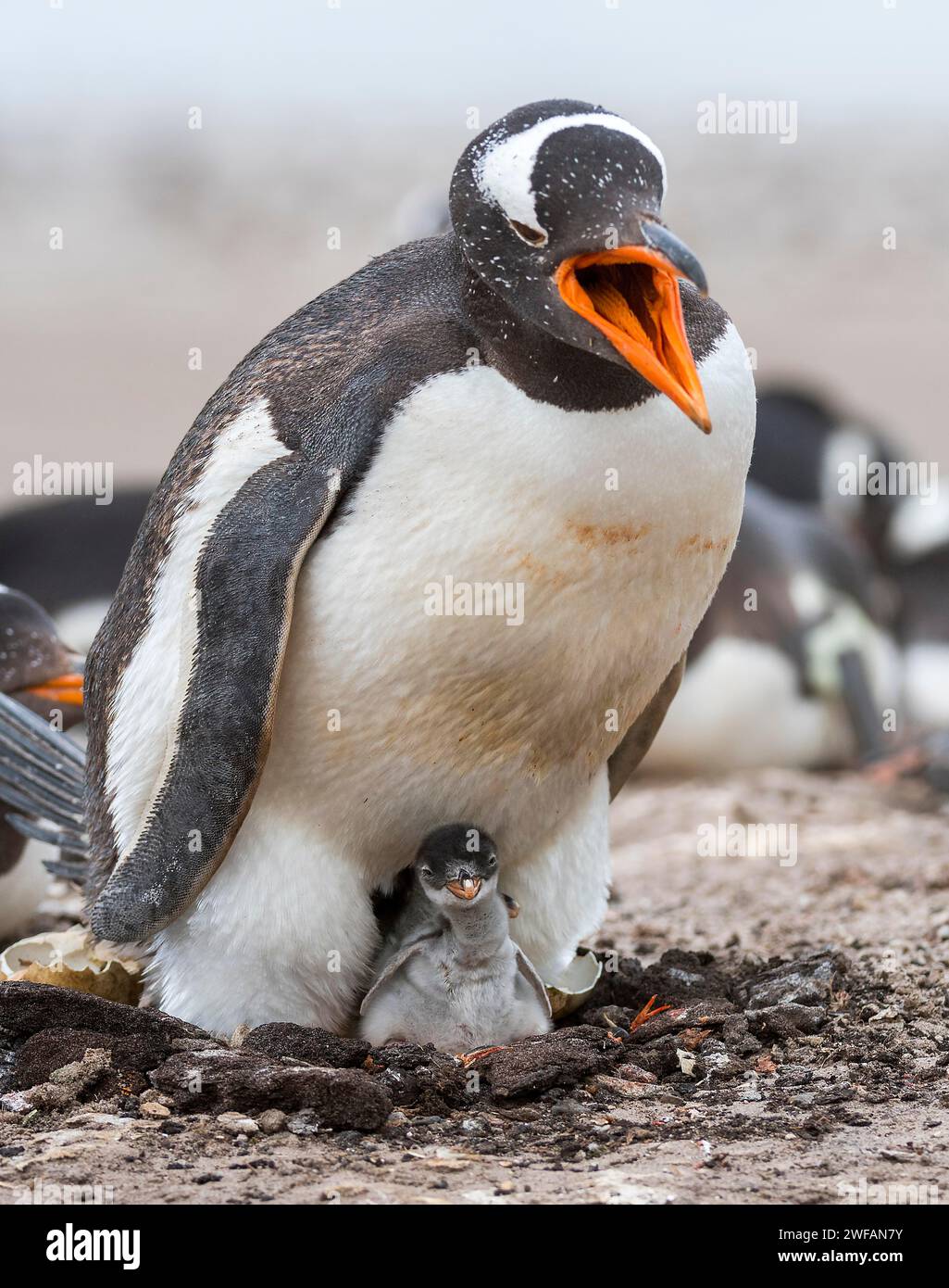 Gentoo penguin (Pygoscelis papua) with it's off-spring at Saunders ...