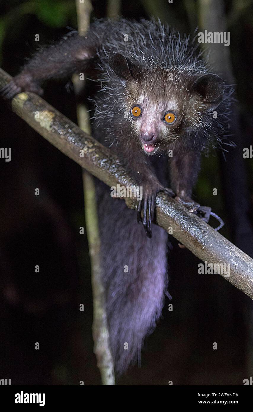 Aye-Aye (Daubentonia madagascariensis) in its natural habitat in Madagascar Stock Photo