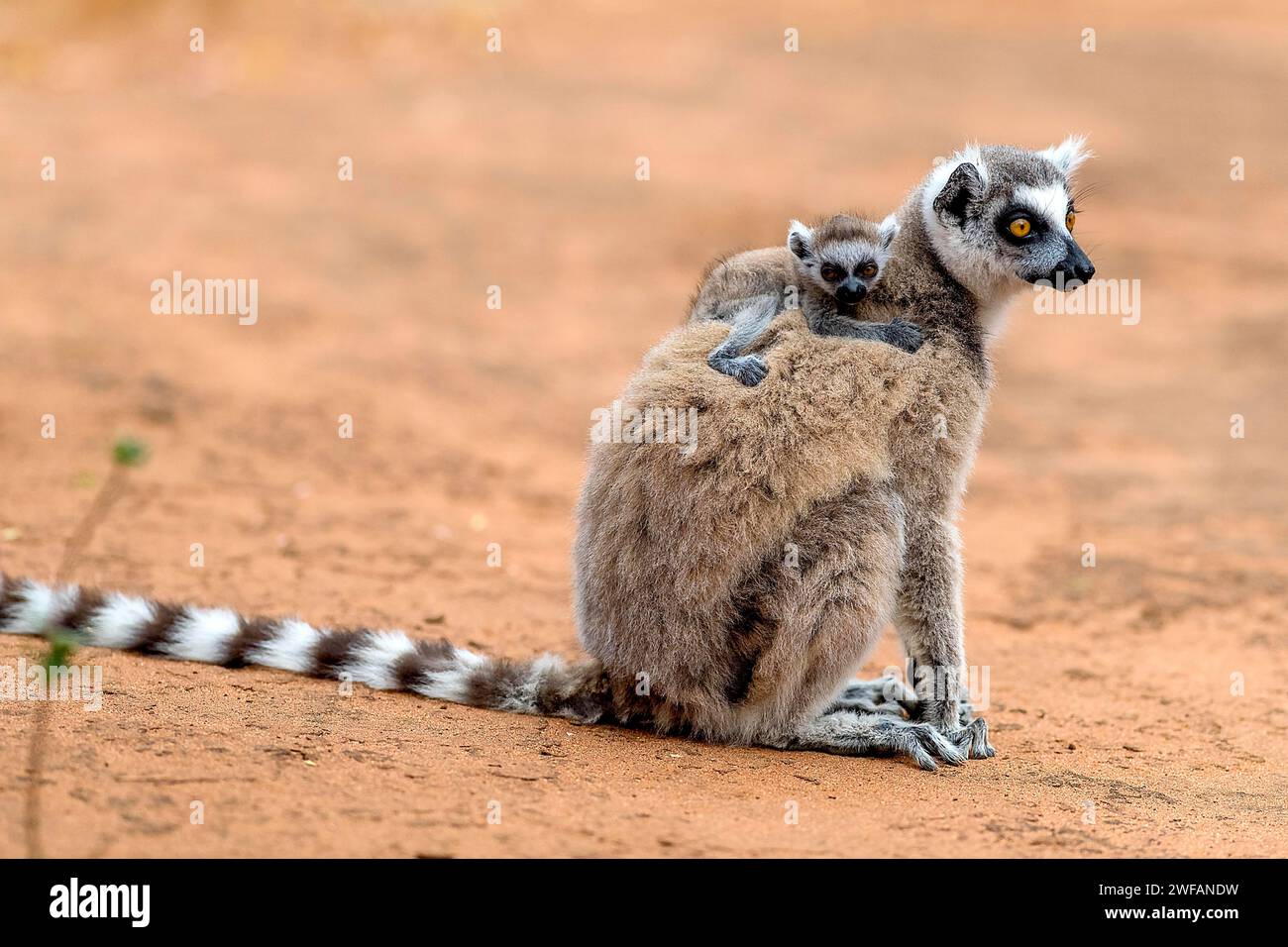 Ring-tailed lemur (Lemur catta) carrying cub in Berenty Reserve, southern Madagascar Stock Photo
