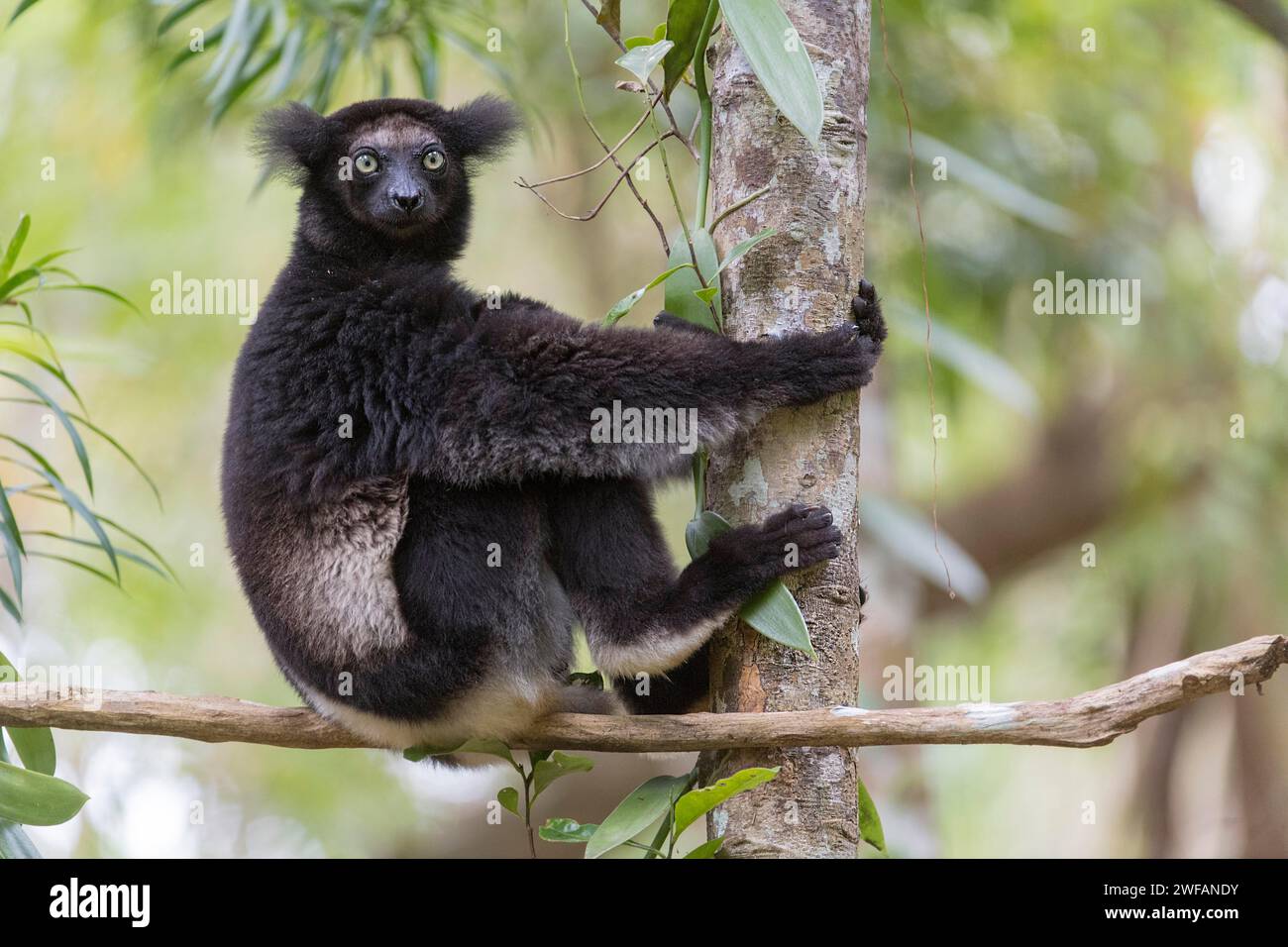 Indri (Indri indri) in the forest at Palmarium Nature Reserve ...