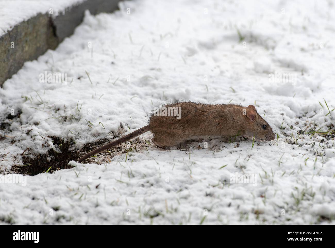 Brown rat (Rattus norwegicus) feeding in winter. Photo from south-western Norway Stock Photo