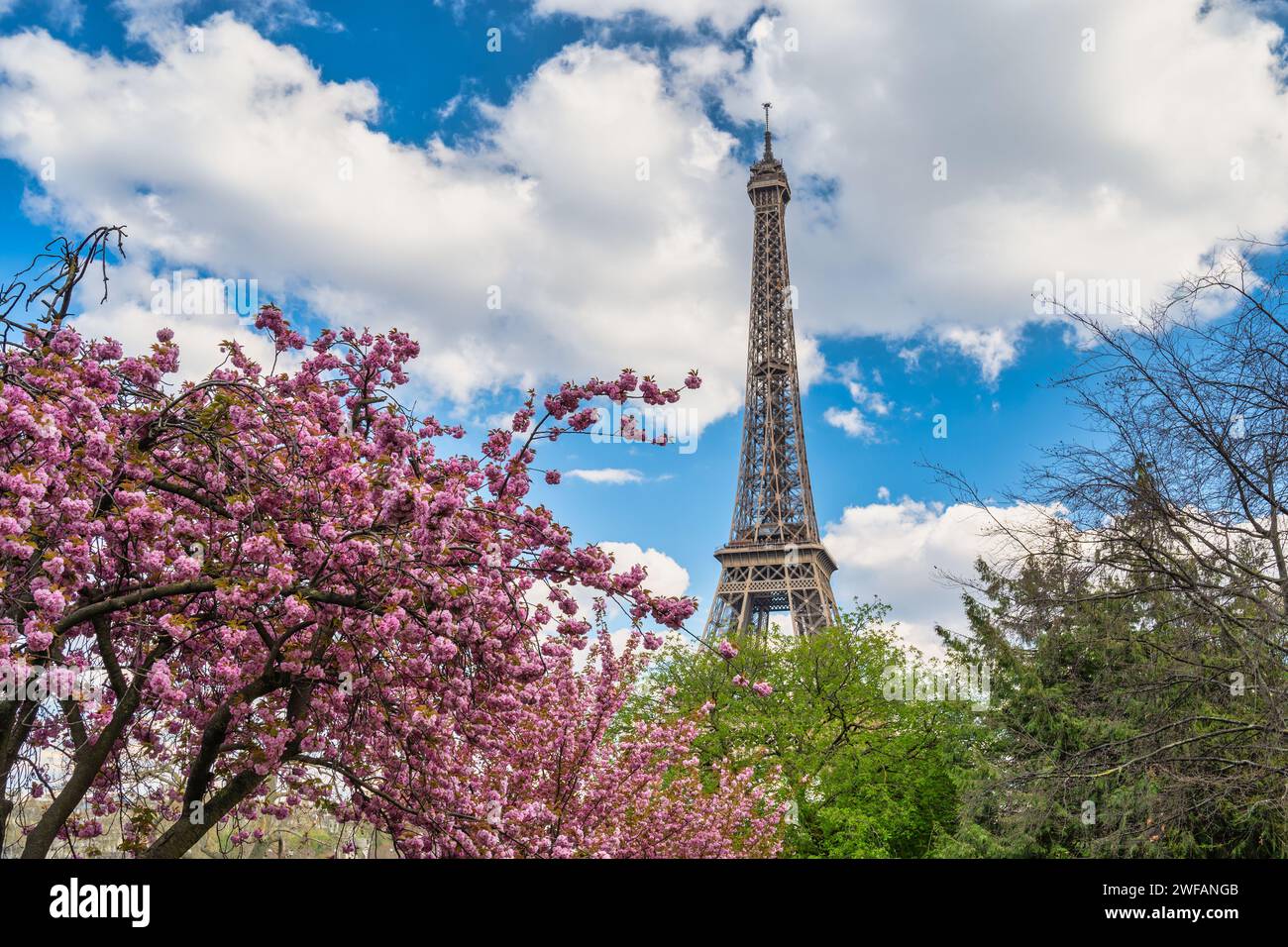 Paris France city skyline at Eiffel Tower with spring cherry blossom flower Stock Photo