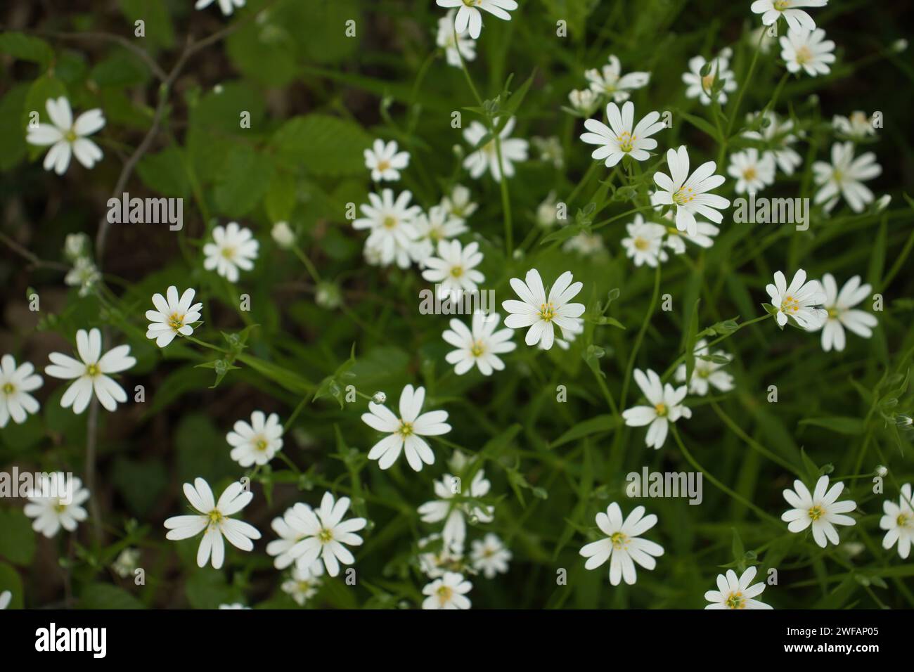 White flowers in green on a spring day on top of Rotenfels cliffs near Bad Munster, Germany. Stock Photo