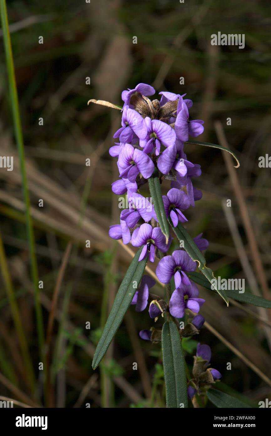 Some plants have more than one common name - this one is Birds Eye or Blue Bonnet, also common Hovea - proper name is Hovea Linearis. Hochkins Ridge. Stock Photo