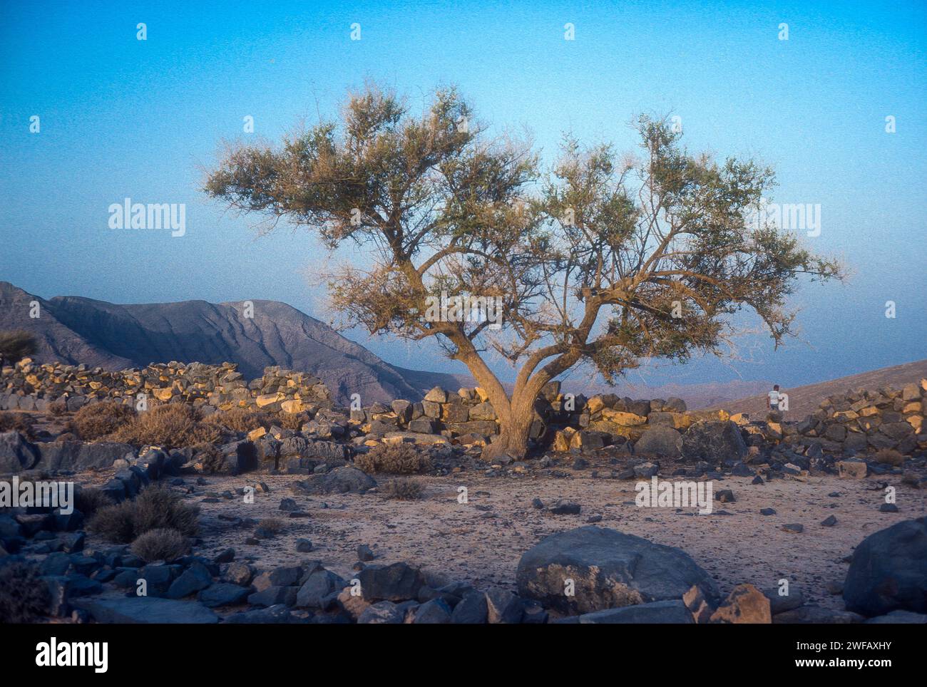 Terraced field at Aqabat Oso, a Shihuh tribal village in the Musandam Peninsula, Oman Stock Photo