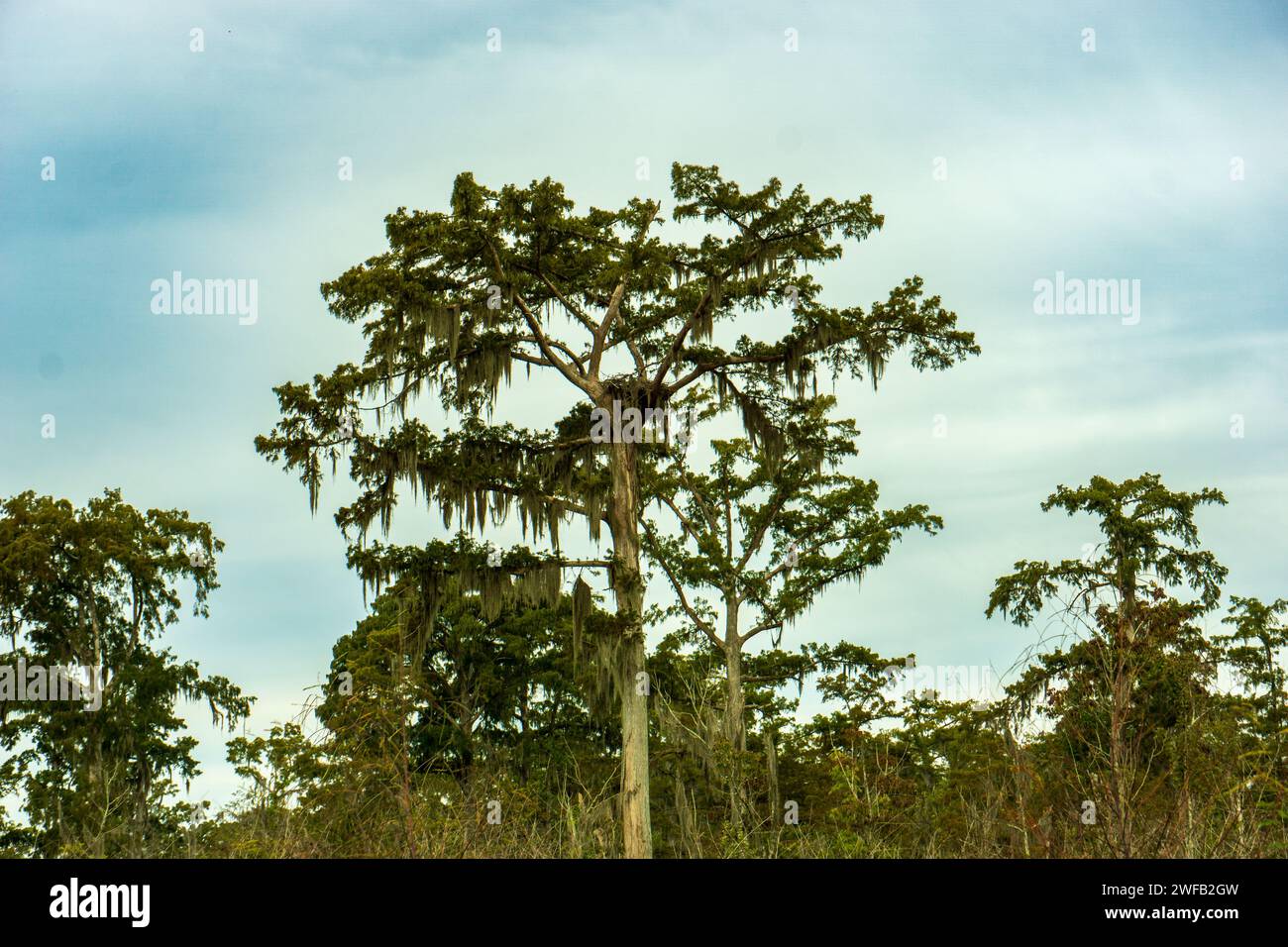 New Orleans Crocodile National Park Stock Photo Alamy