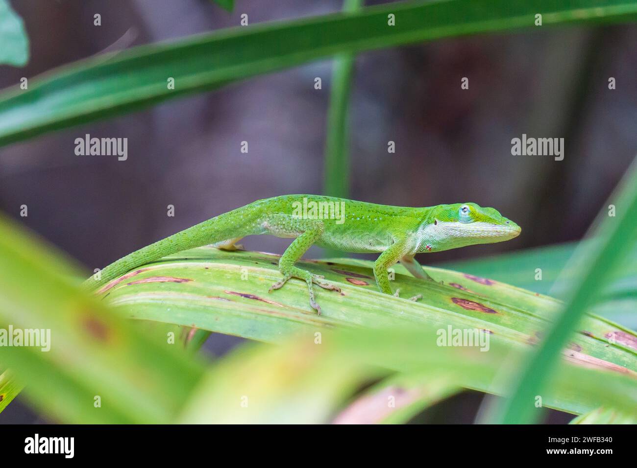 Green Anole Lizard on Leaf Stock Photo