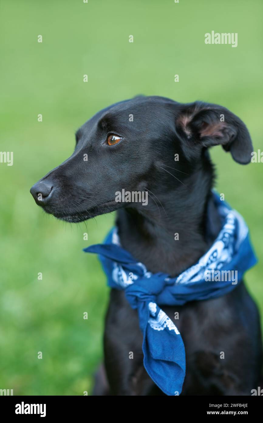 Dog, park and sitting on lawn field for training exercise for pet care ...