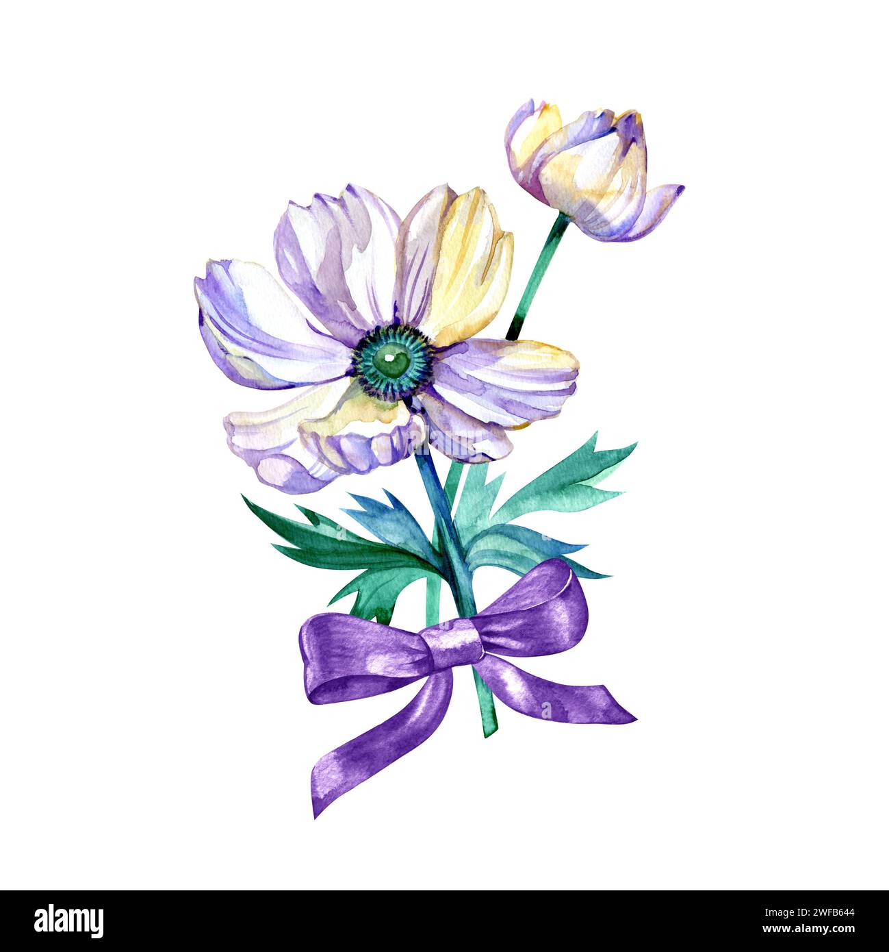 Watercolor anemone flower with violet ribbon Isolated on a white background. Stock Photo