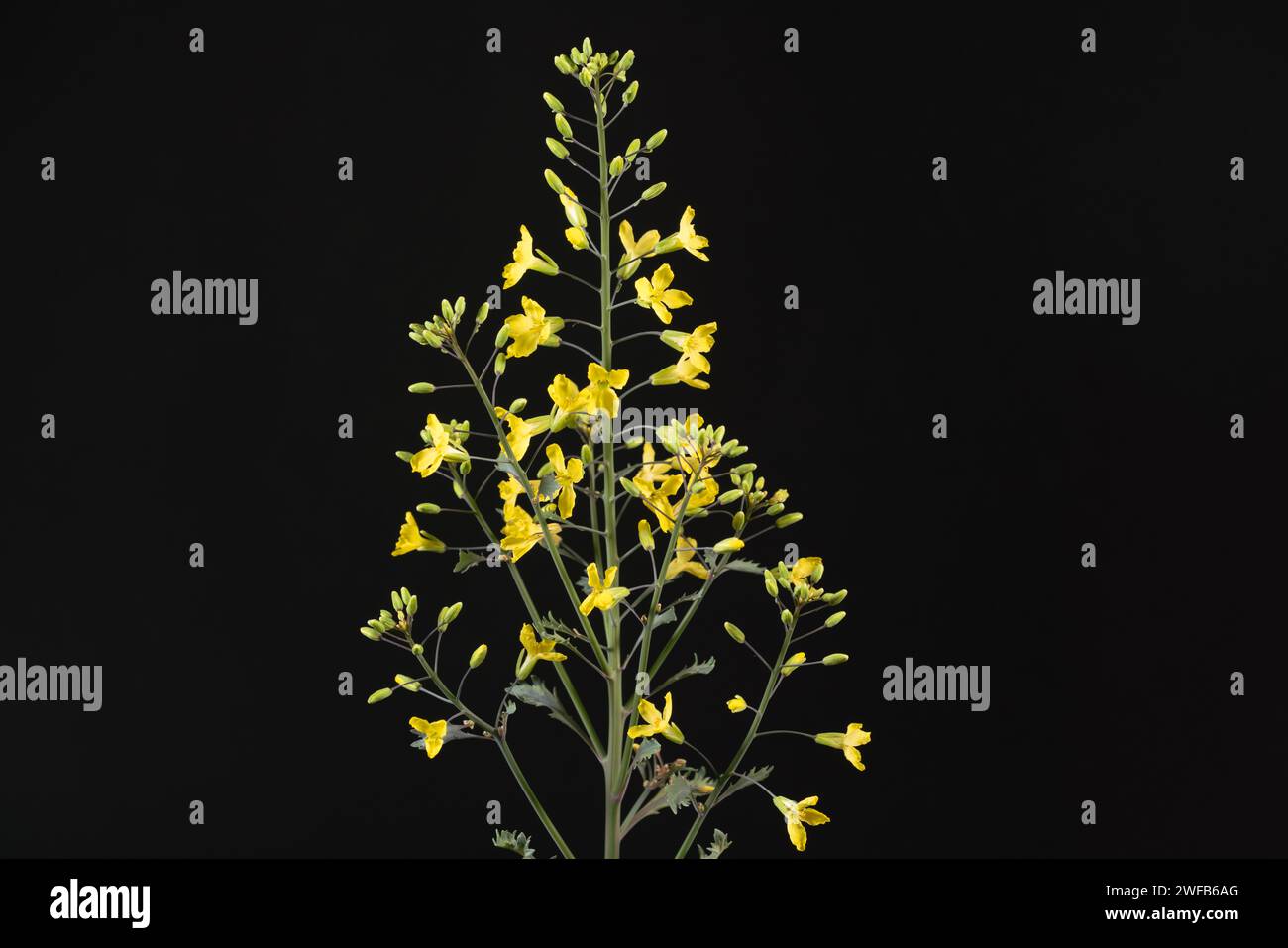 flowering ornamental cabbage on black background Stock Photo