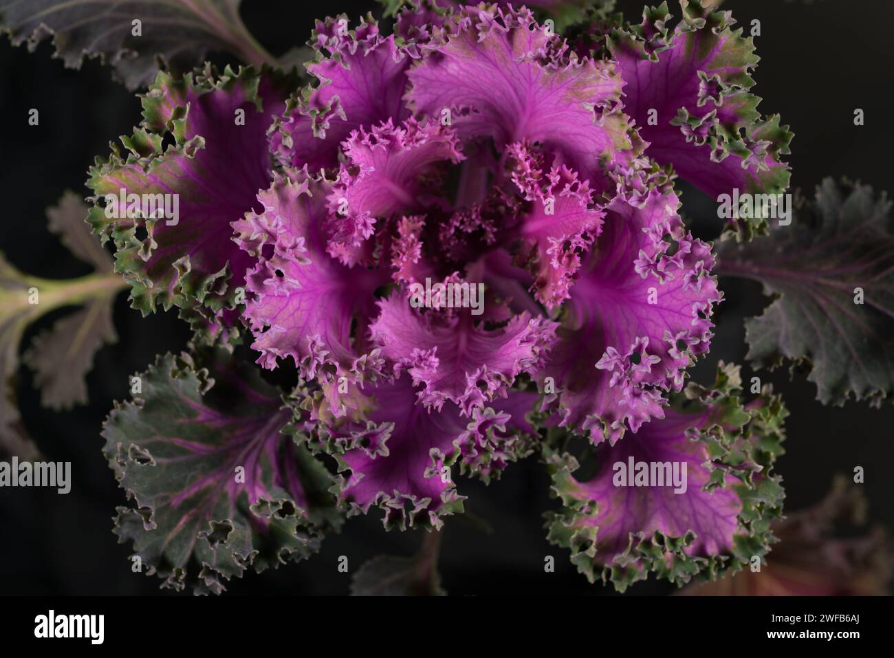 flowering ornamental cabbage on black background Stock Photo