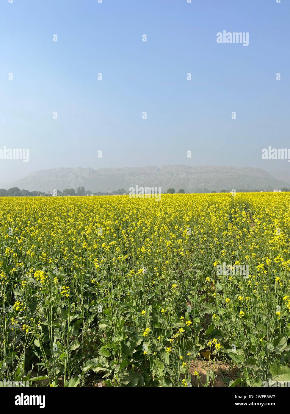 Backdrop of yellow flowers hi-res stock photography and images - Alamy