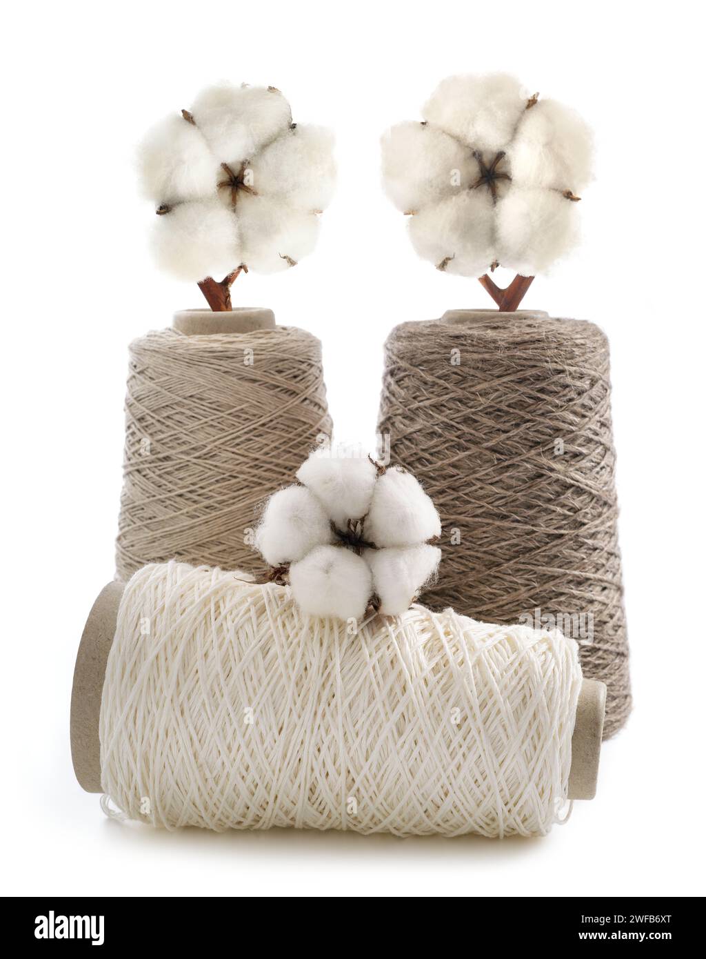 Bobbins of yarn with cotton flower isolated on  white background. Stock Photo