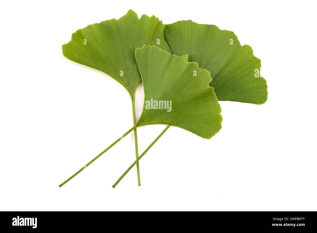 Ginkgo biloba  leaves isolated on white background Stock Photo