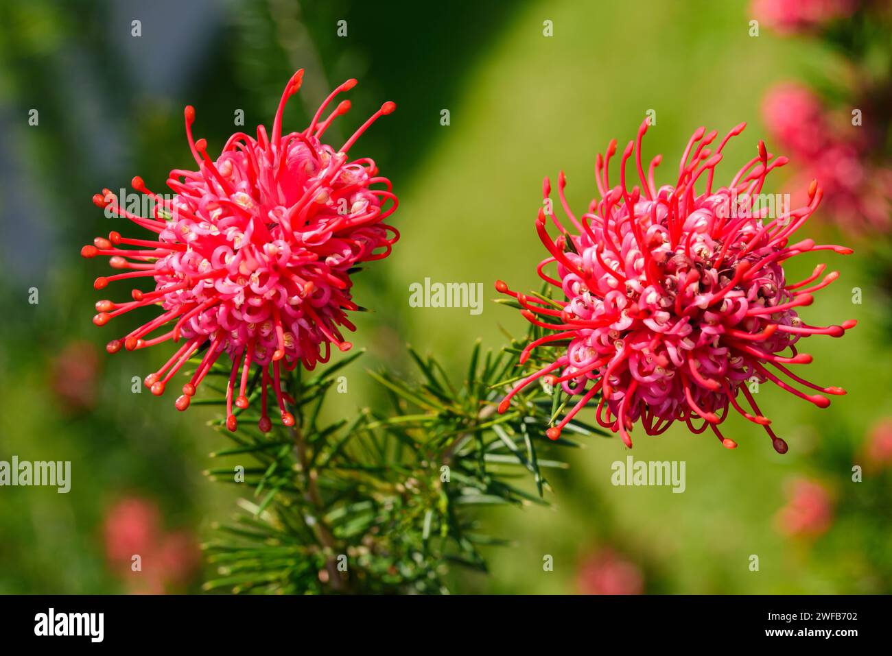 Grevillea juniperina flower in a garden Stock Photo