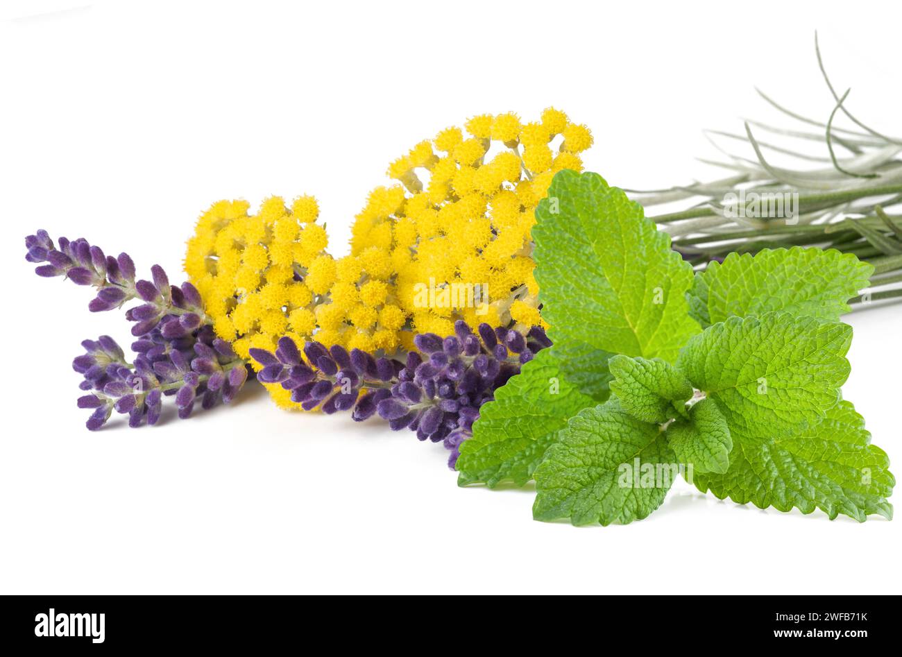 Lemon Balm lavender and helichrysum flowers isolated on white background Stock Photo