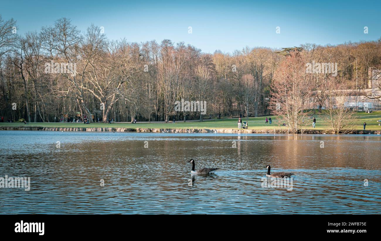 A scenic view of ducks swimming in a serene lake in a park Stock Photo