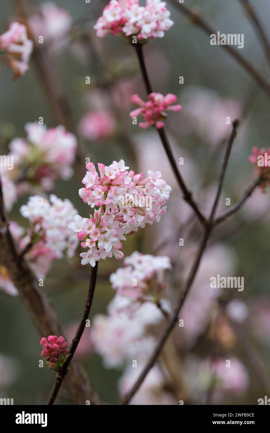 Viburnum bodnantense charles lamont hi-res stock photography and images -  Alamy