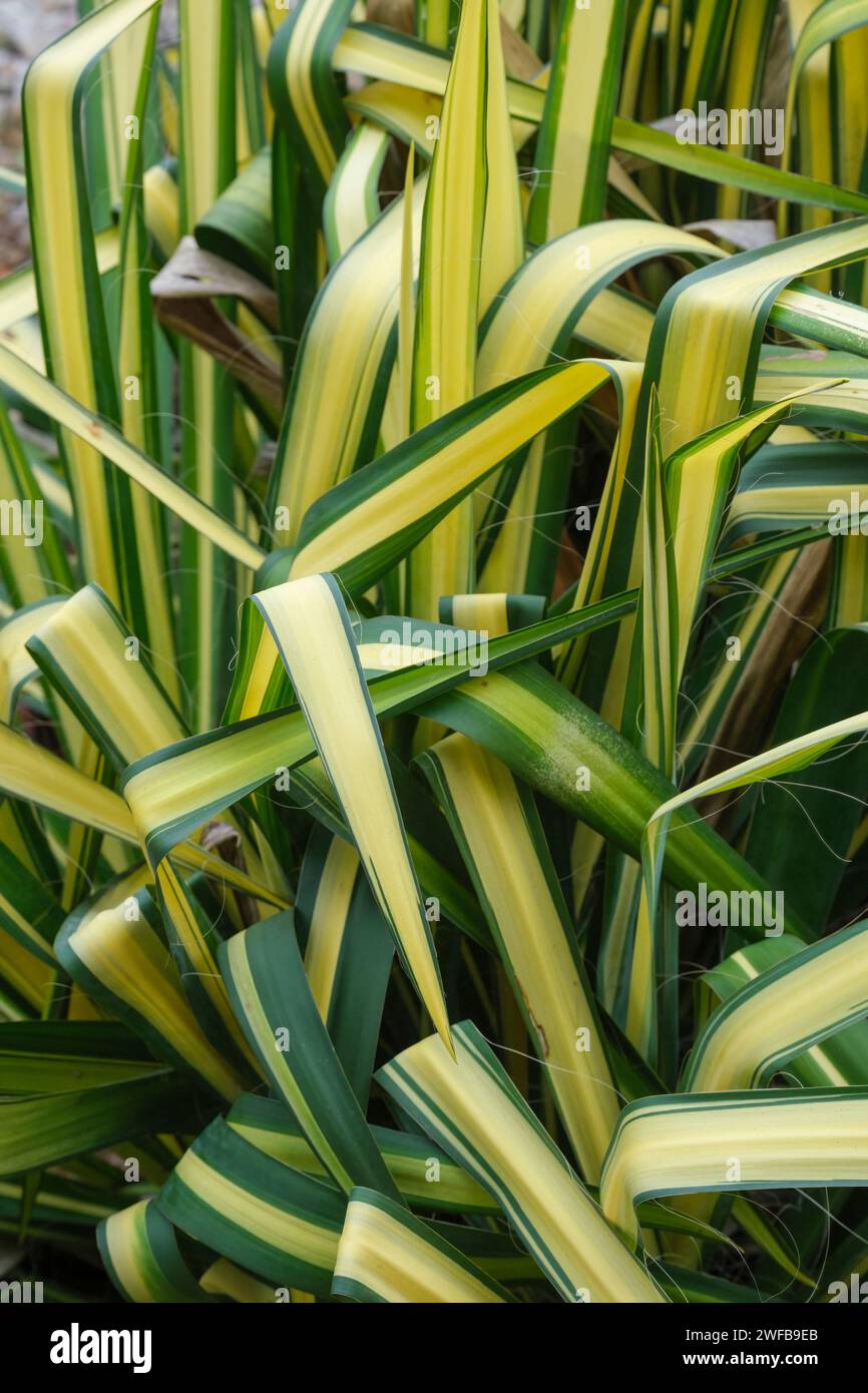 Yucca flaccida Golden Sword, needle palm Golden Sword, evergreen shrub with blue-green leaves, drooping towards the tips, central band of creamy-yello Stock Photo