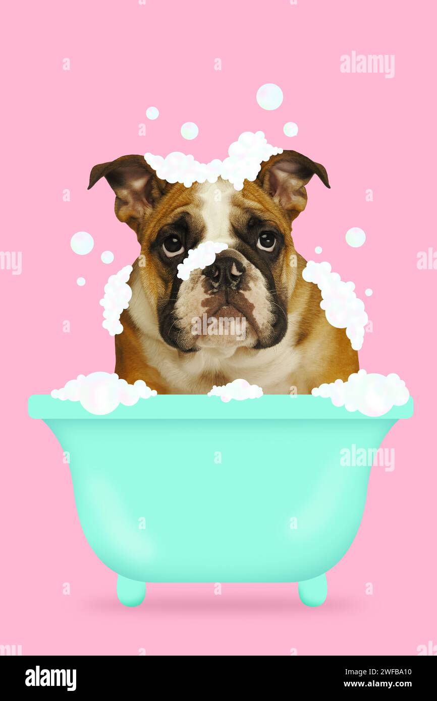 Contemporary art collage. Bulldog in teal bathtub surrounded by soap