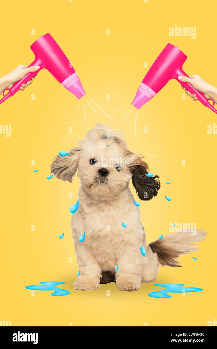 Contemporary art collage. Small purebred dog, ShihTzu sitting under