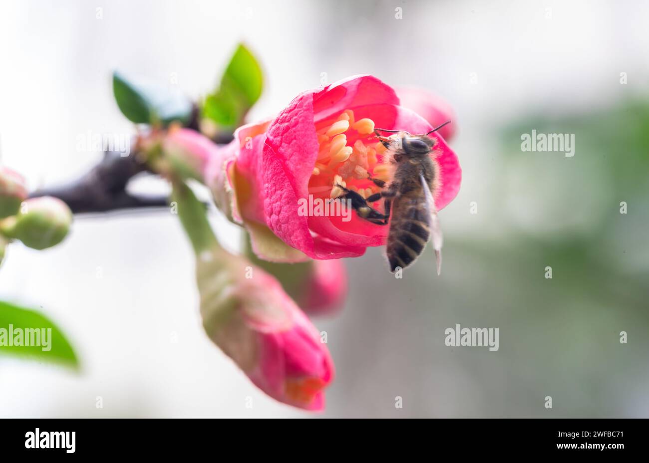 CHONGQING, CHINA - JANUARY 3, 2024 - A bee feeds on nectar from a crabapple flower in Chongqing, China, January 30, 2024. Stock Photo