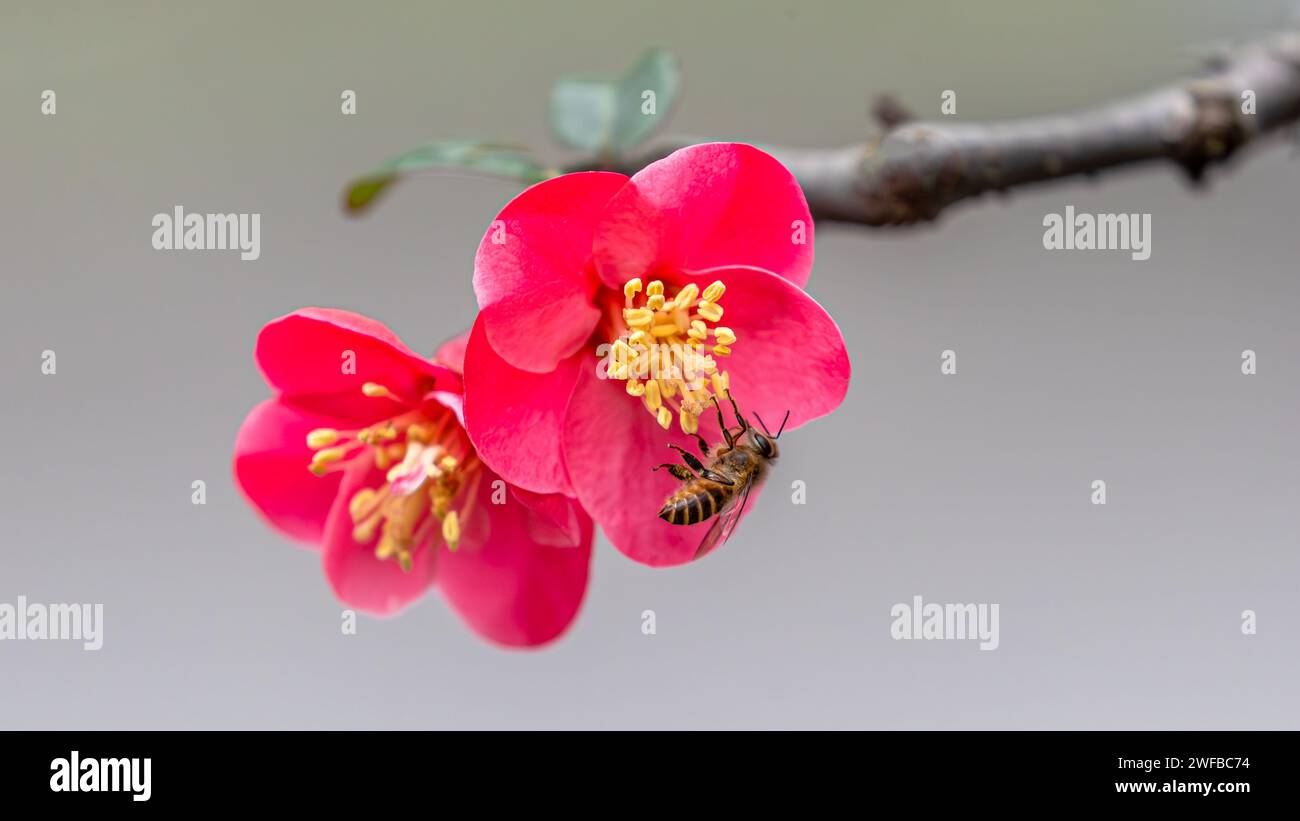 CHONGQING, CHINA - JANUARY 3, 2024 - A bee feeds on nectar from a crabapple flower in Chongqing, China, January 30, 2024. Stock Photo