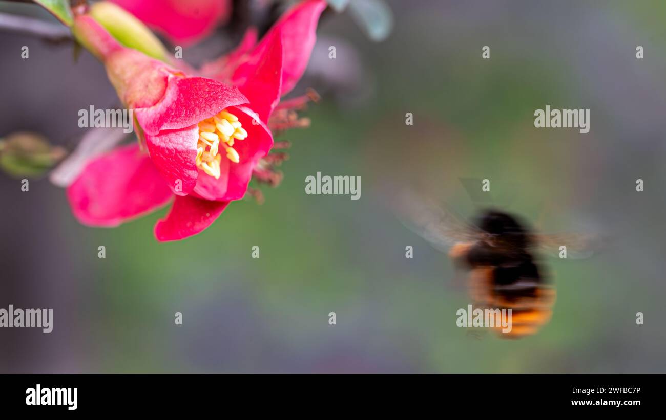 CHONGQING, CHINA - JANUARY 3, 2024 - A bee feeds on nectar from a crabapple flower in Chongqing, China, January 30, 2024. Stock Photo