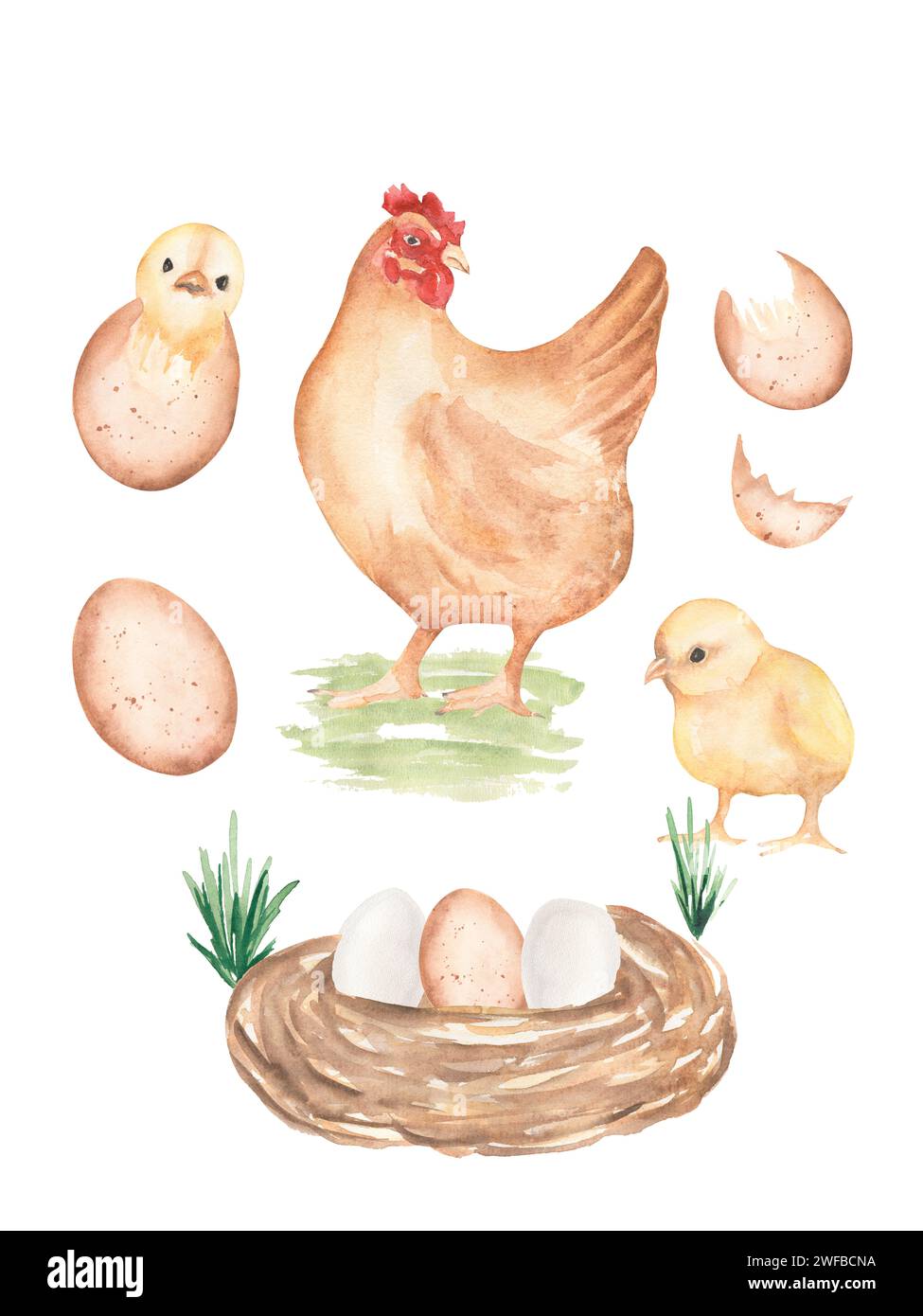 Watercolor chicken life cycle stages illustration, cute kids infographic composition from fertile eggs embryo development to hatching chicks, hand pai Stock Photo